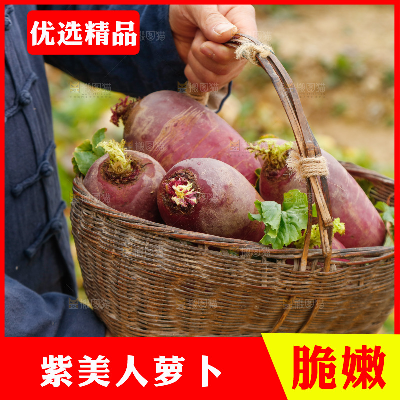 手里拿着紫美人萝卜