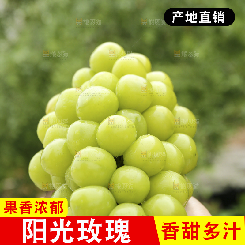 手里拿着阳光玫瑰