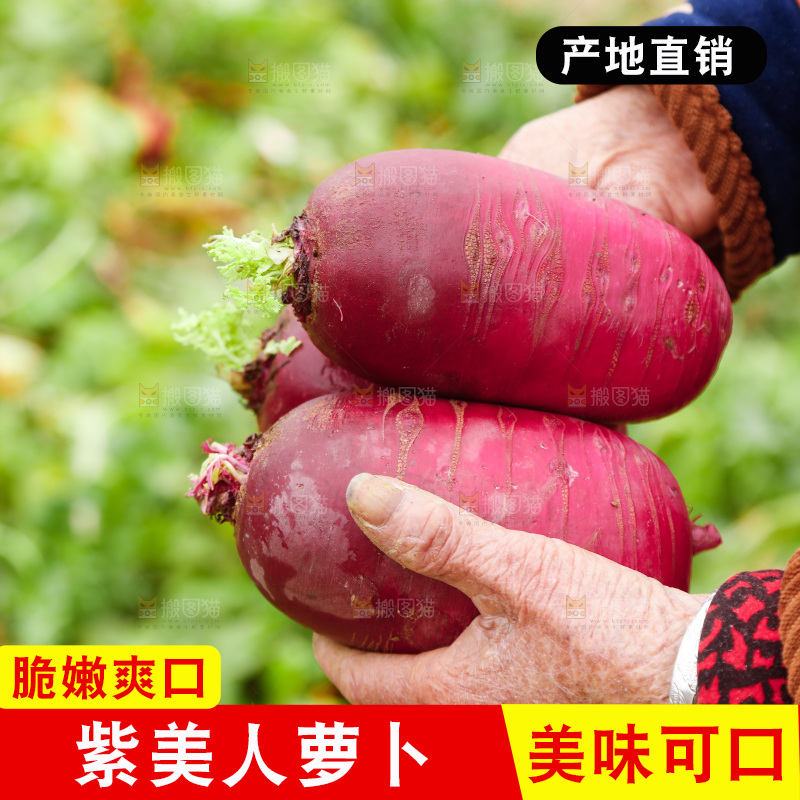 手里拿着紫美人萝卜