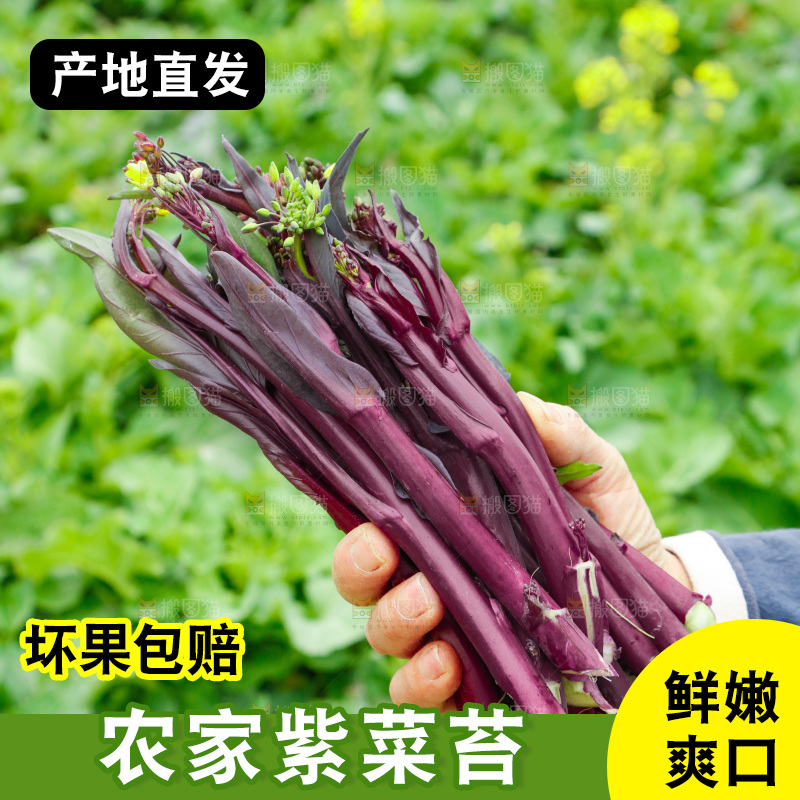 手里拿着紫菜苔