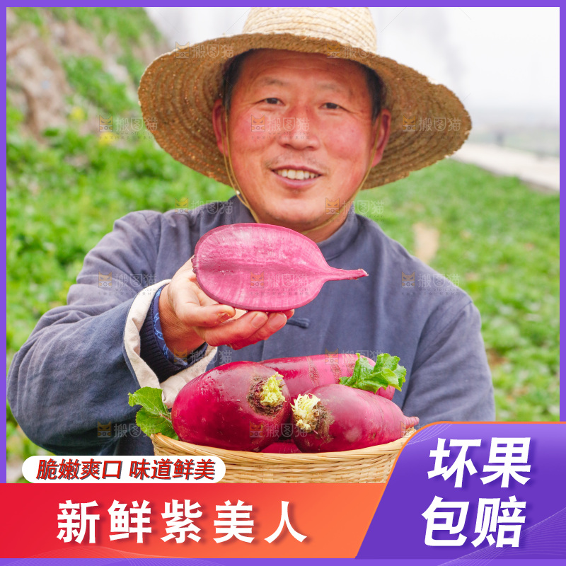 手里拿着紫美人萝卜