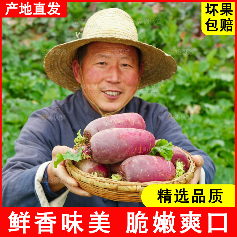手里拿着紫美人萝卜