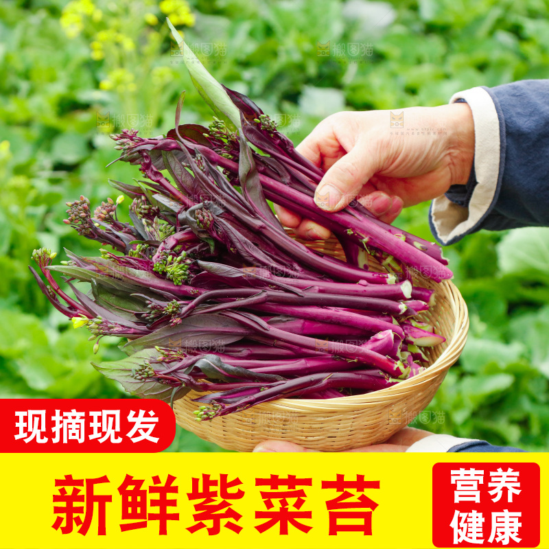 手里拿着紫菜苔