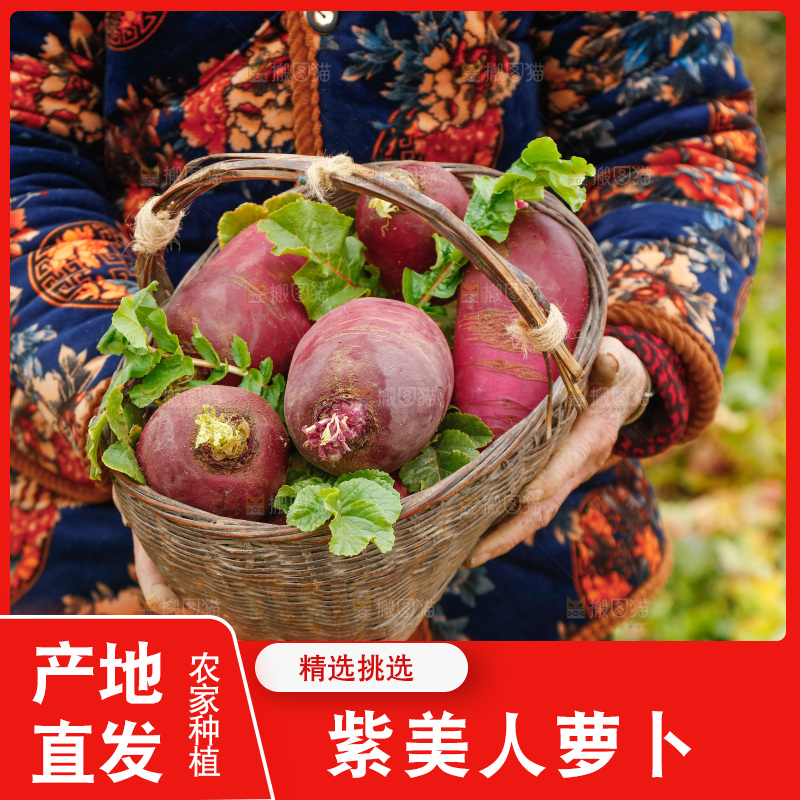 手里拿着紫美人萝卜