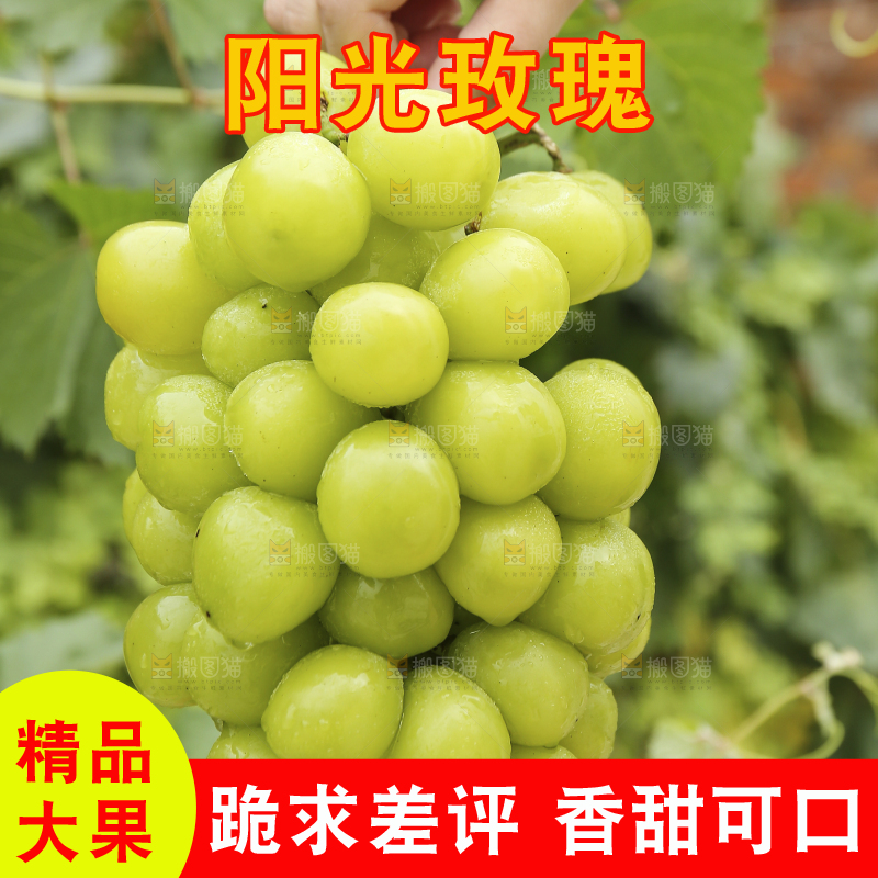 手里拿着阳光玫瑰
