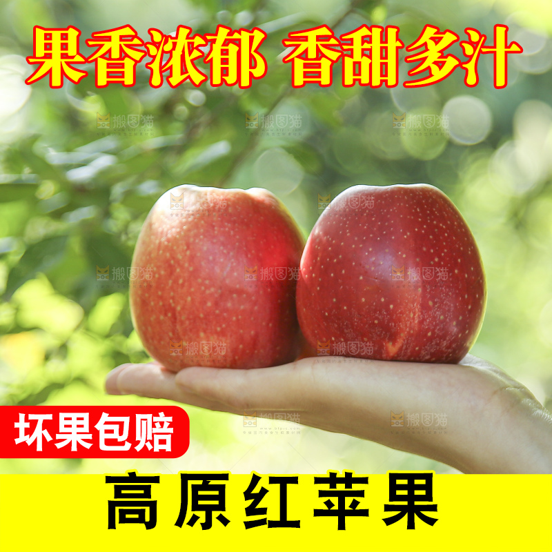 手里拿着高原红苹果