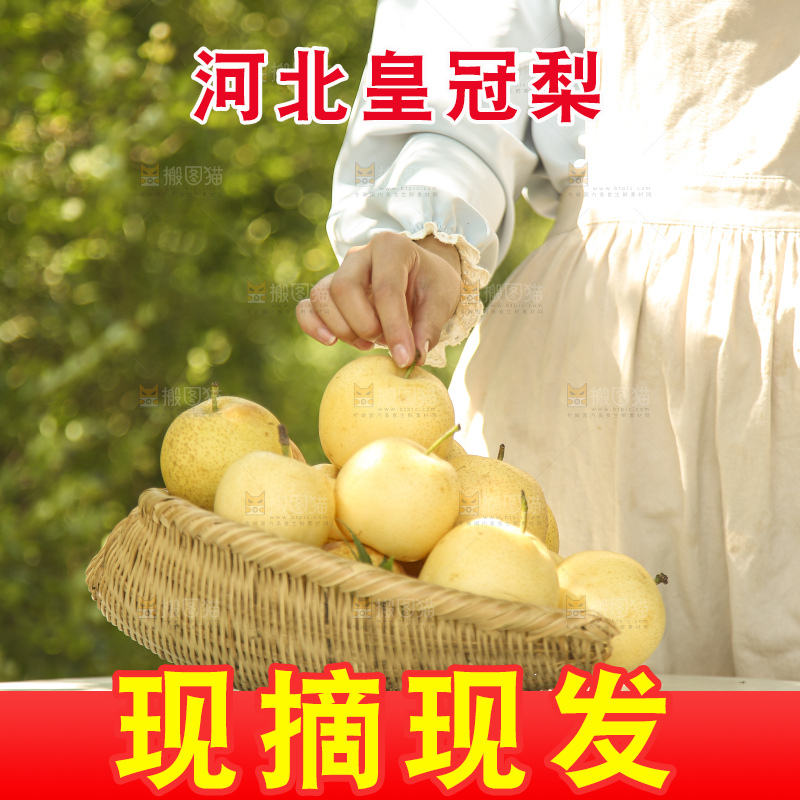 手里拿着新鲜皇冠梨