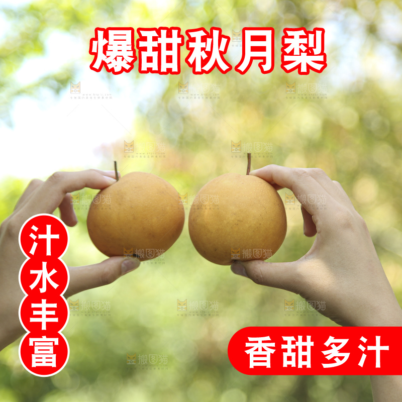手里拿着莱阳秋月梨