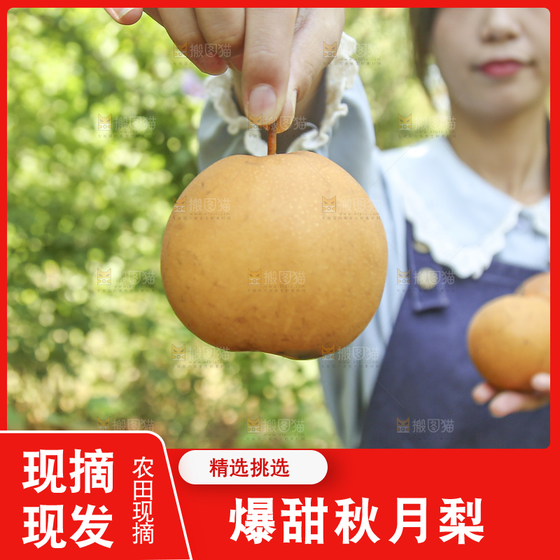 手里拿着莱阳秋月梨