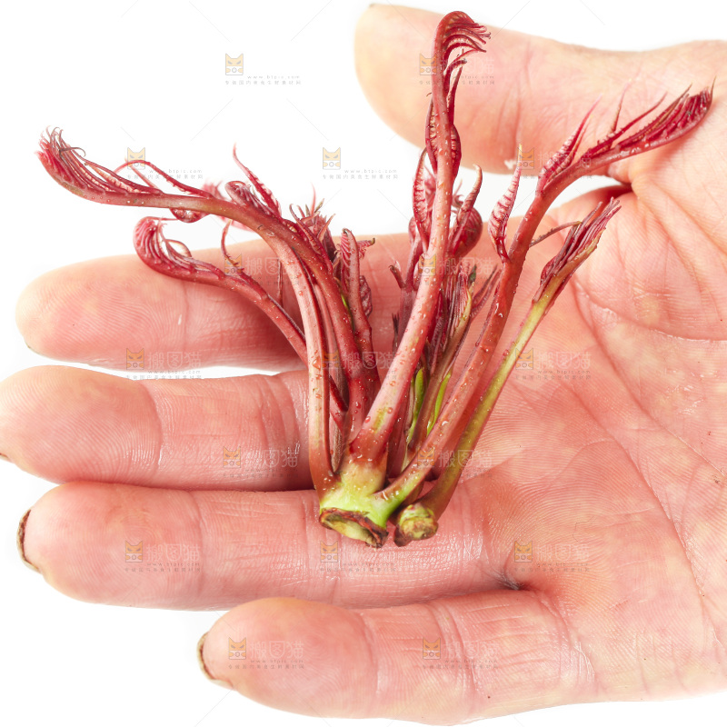 白底上放着红芽香椿