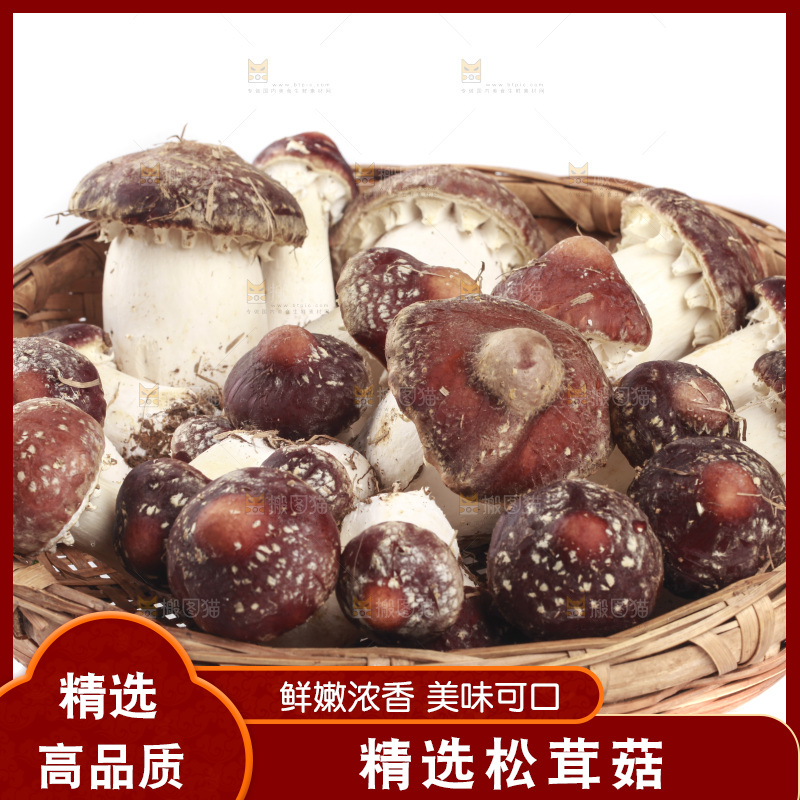 白底上的新鲜松茸菇