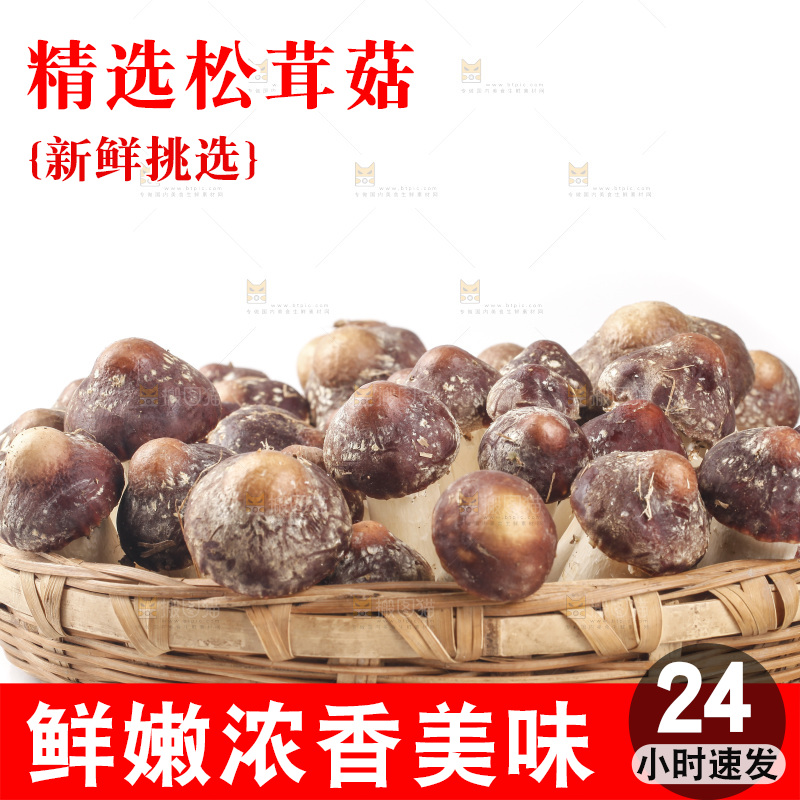 白底上的新鲜松茸菇