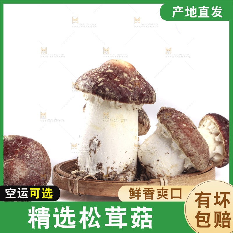 白底上的新鲜松茸菇