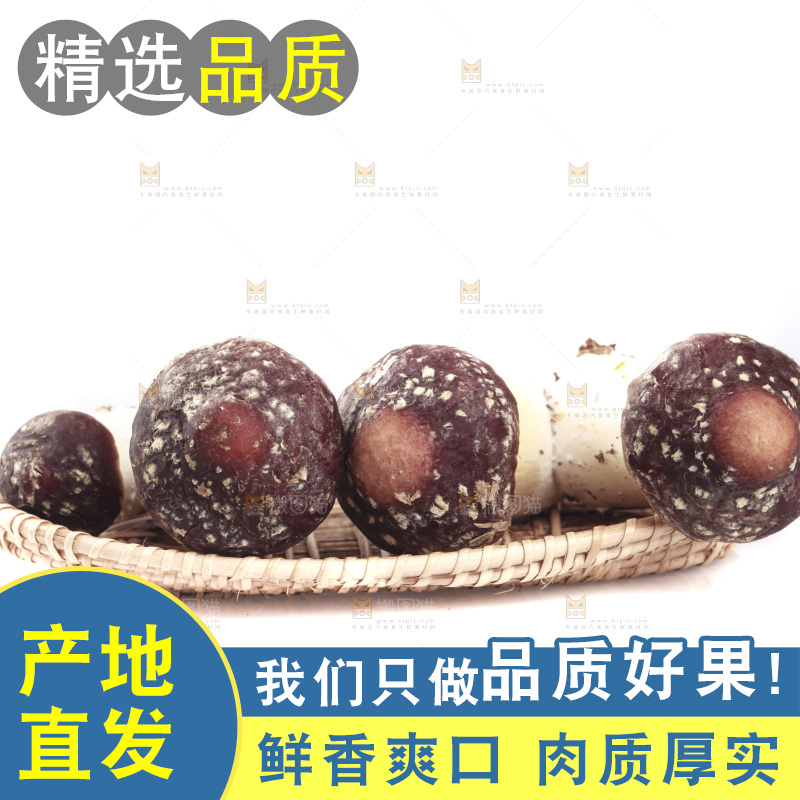 白底上的新鲜松茸菇