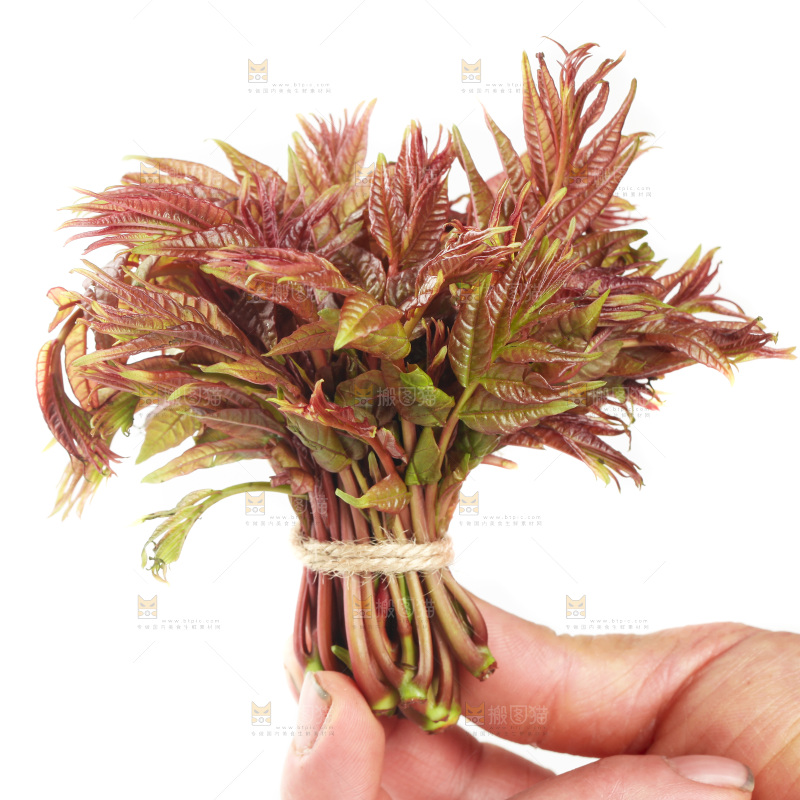 白底上放着红芽香椿