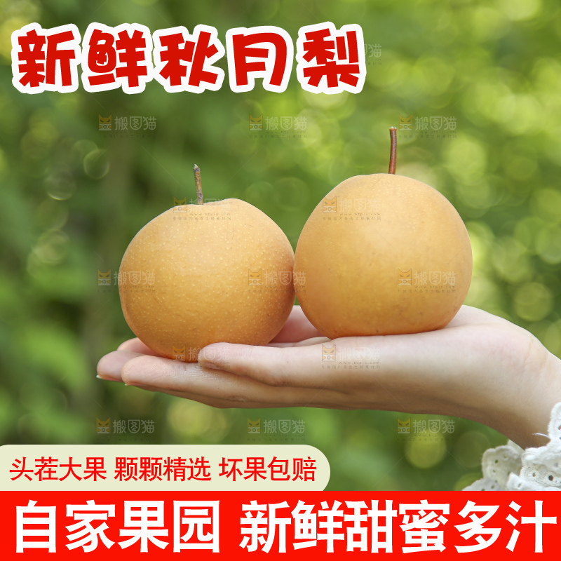 手里拿着莱阳秋月梨