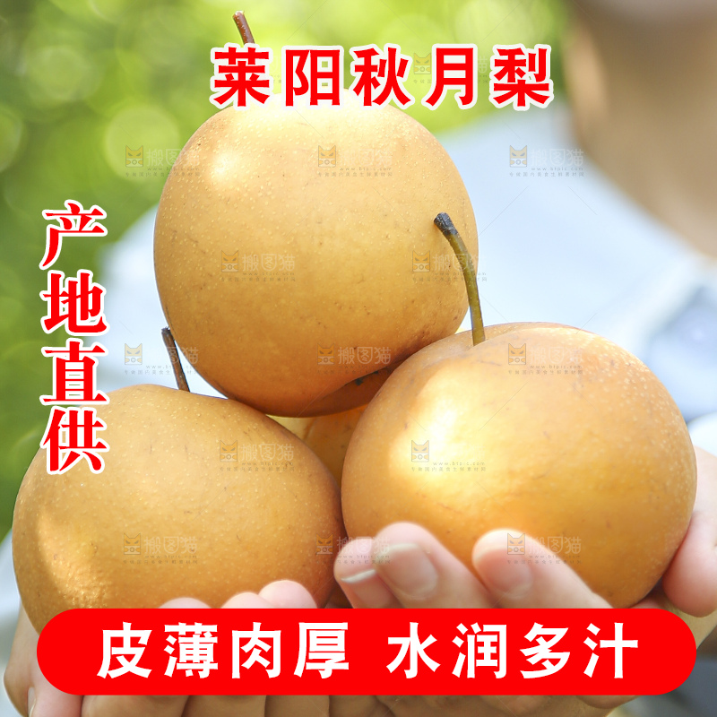 手里拿着莱阳秋月梨