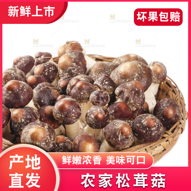 白底上的新鲜松茸菇