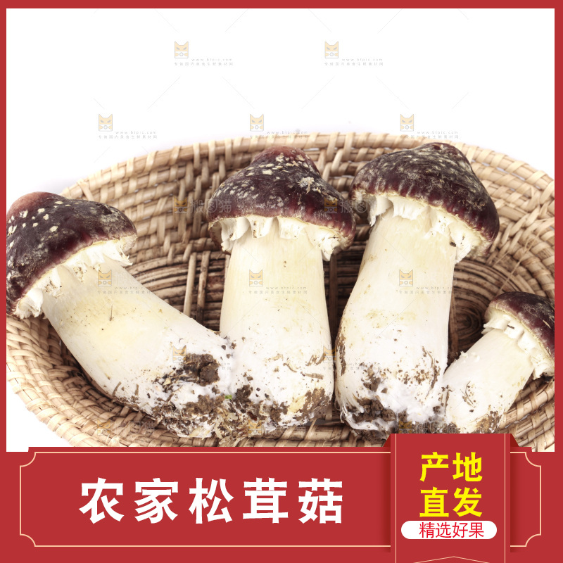 白底上的新鲜松茸菇
