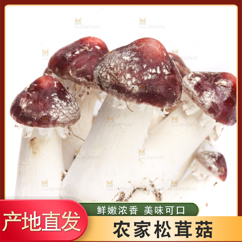 白底上的新鲜松茸菇