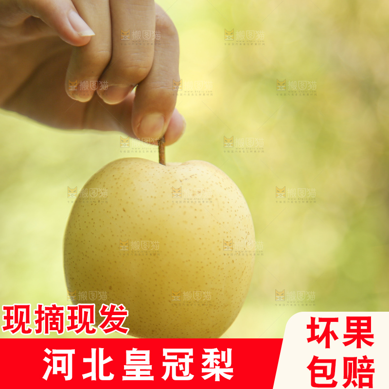 手里拿着新鲜皇冠梨