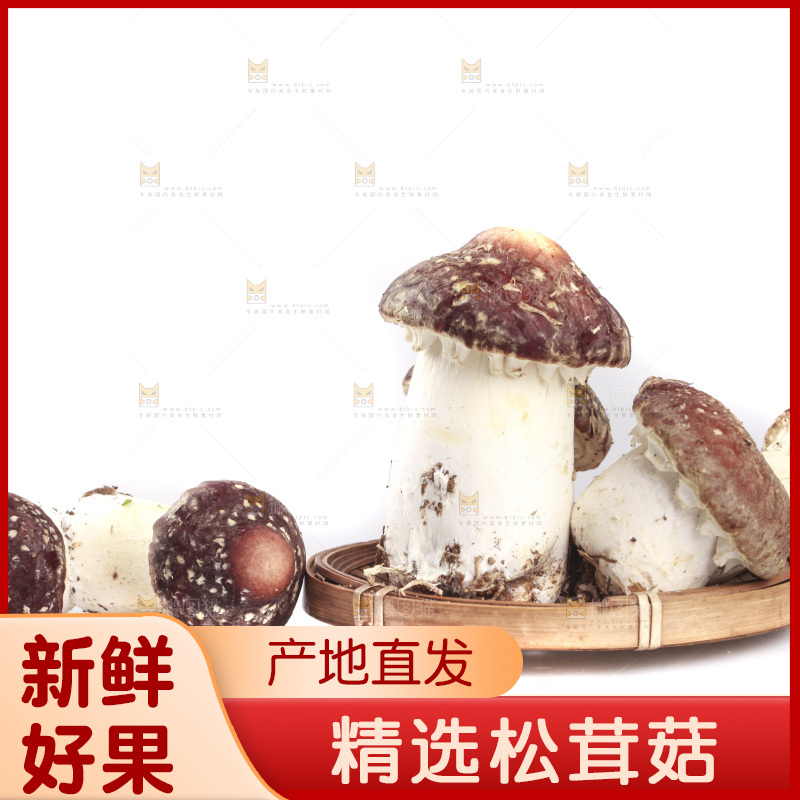 白底上的新鲜松茸菇