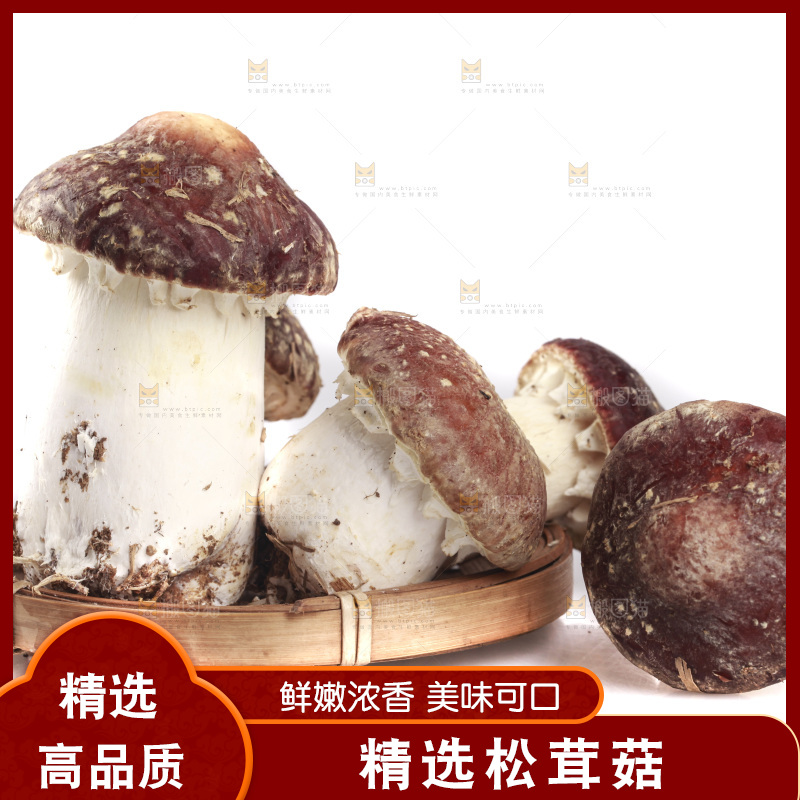 白底上的新鲜松茸菇