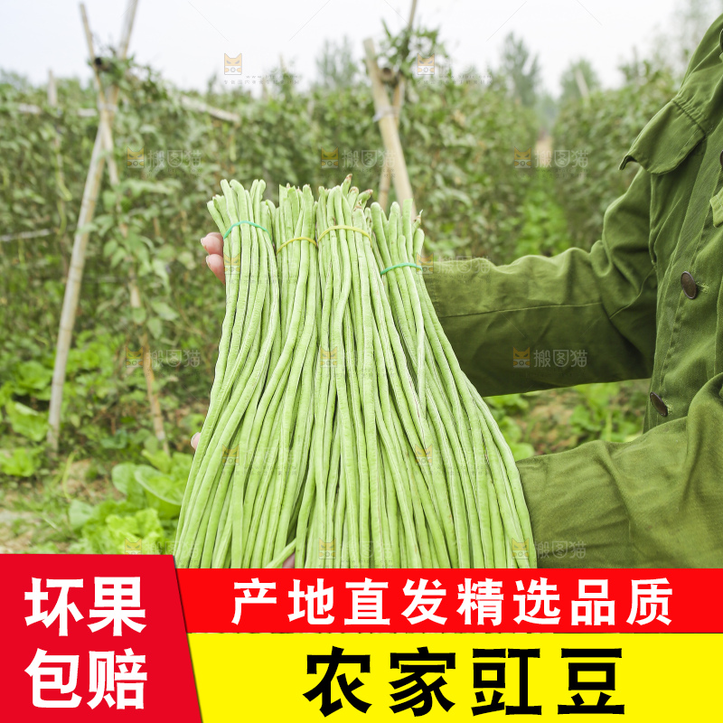 手里拿着新鲜长豆角