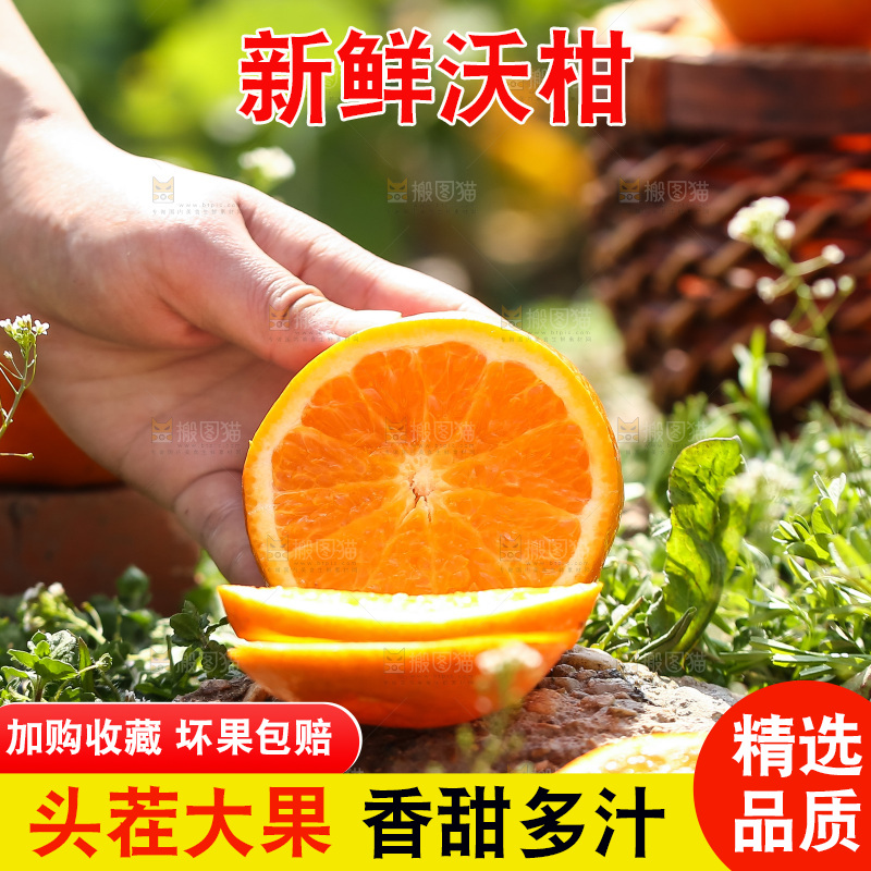 手里拿着新鲜沃柑