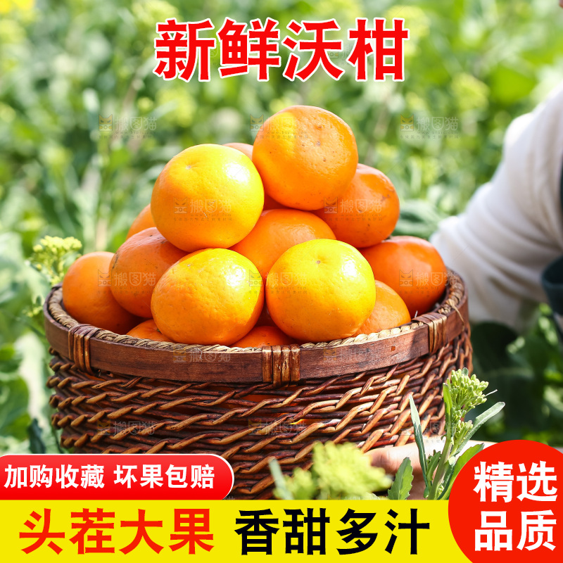 手里拿着新鲜沃柑
