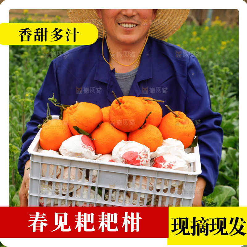 手里拿着耙耙柑