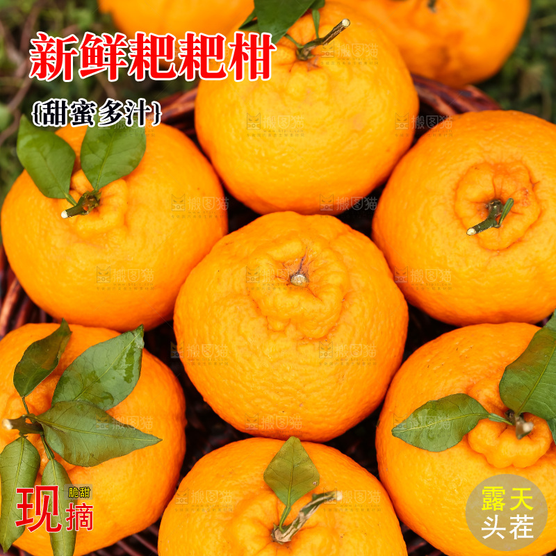 草地上的耙耙柑