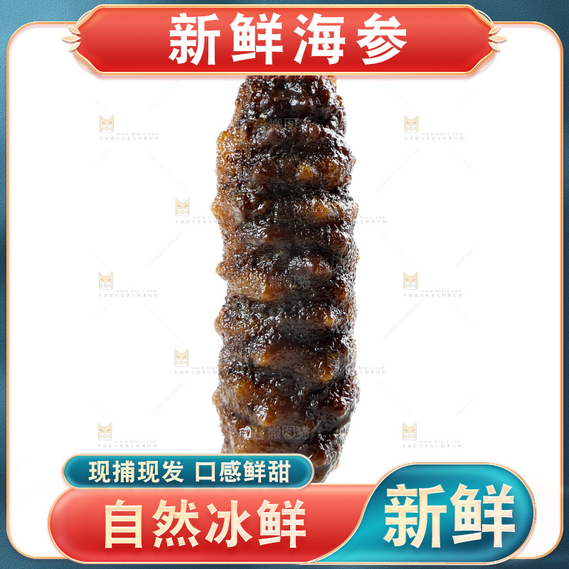 白底上的海参