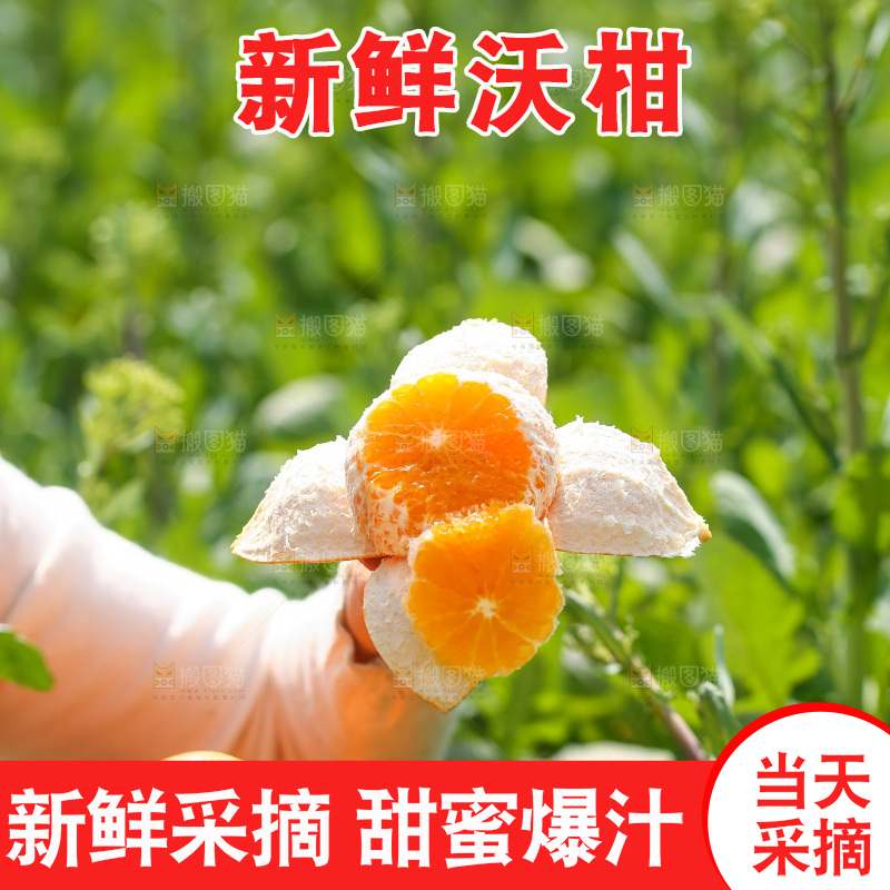 手里拿着新鲜沃柑
