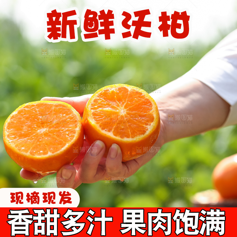 手里拿着新鲜沃柑