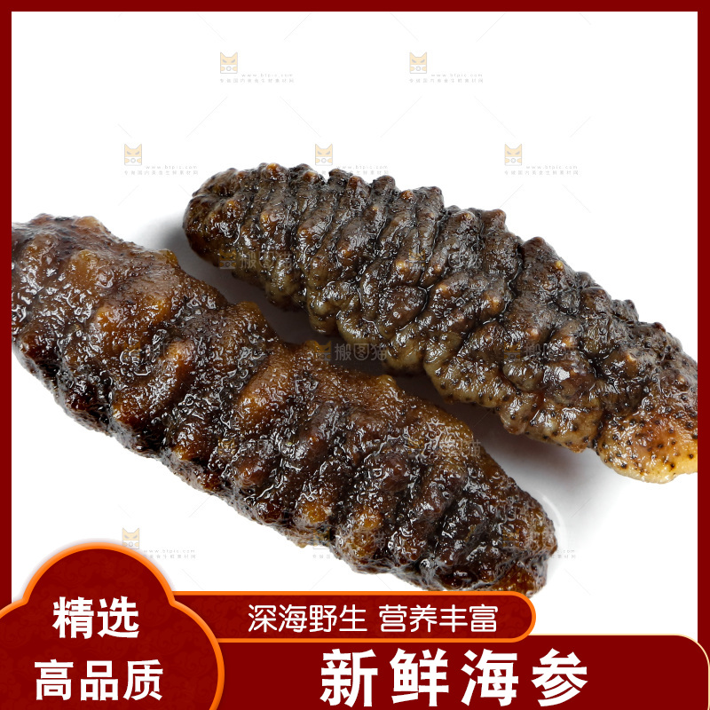 白底上的海参