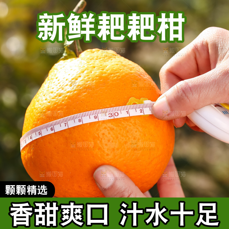 草地上的耙耙柑