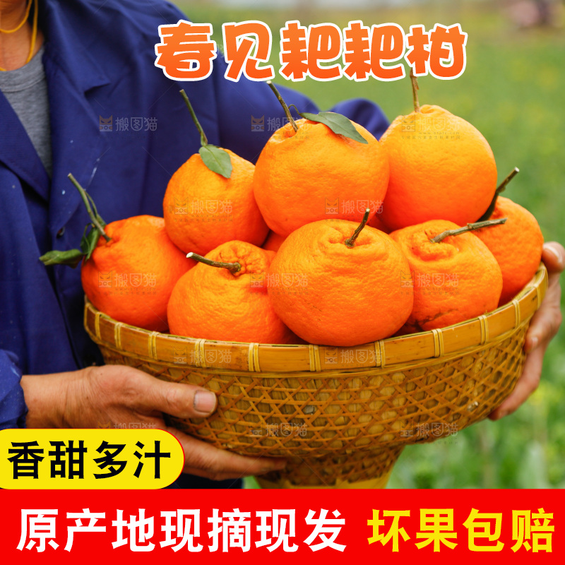 手里拿着耙耙柑