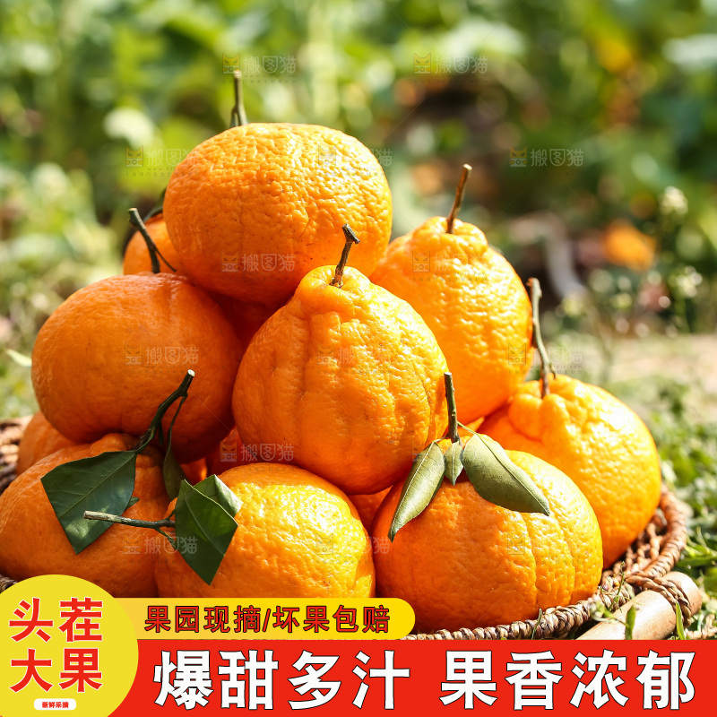 草地上的耙耙柑