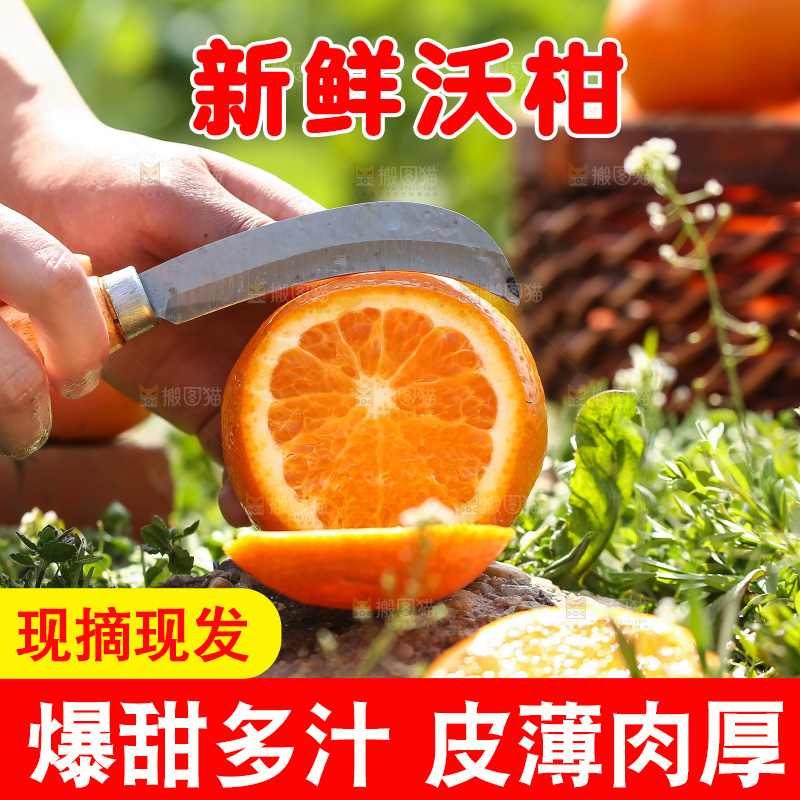 手里拿着新鲜沃柑