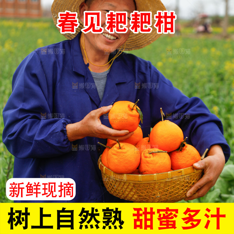 手里拿着耙耙柑