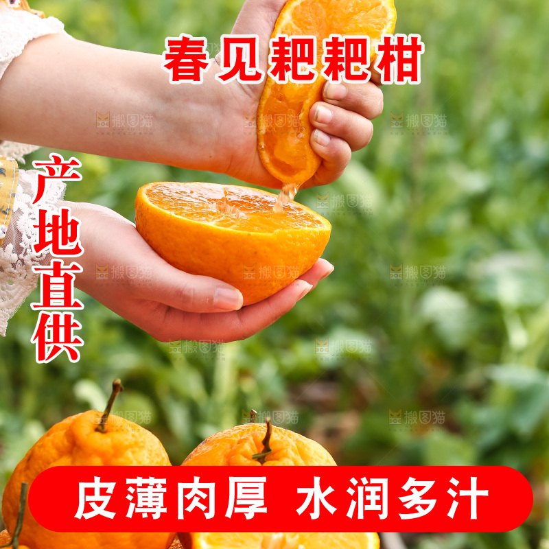 草地上的耙耙柑