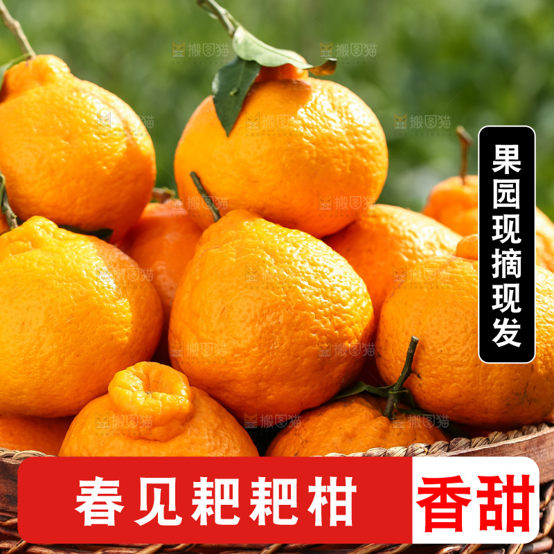 草地上的耙耙柑