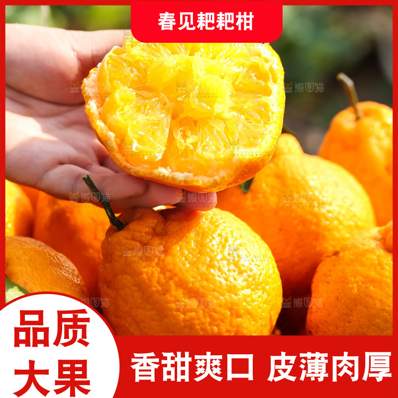 草地上的耙耙柑