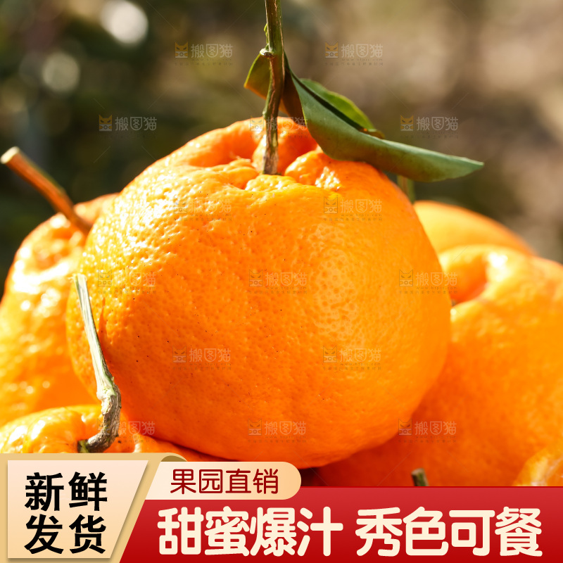 草地上的耙耙柑
