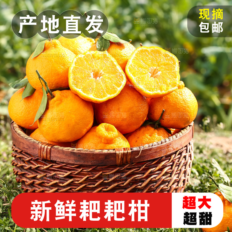 草地上的耙耙柑