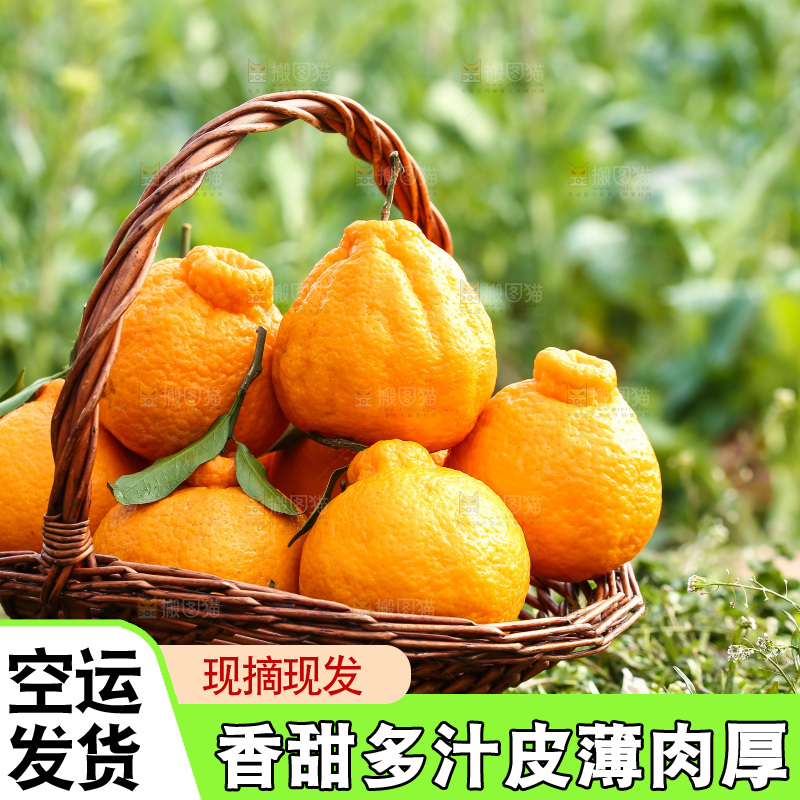 草地上的耙耙柑