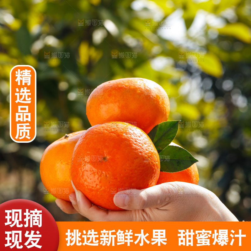 手里拿着沃柑