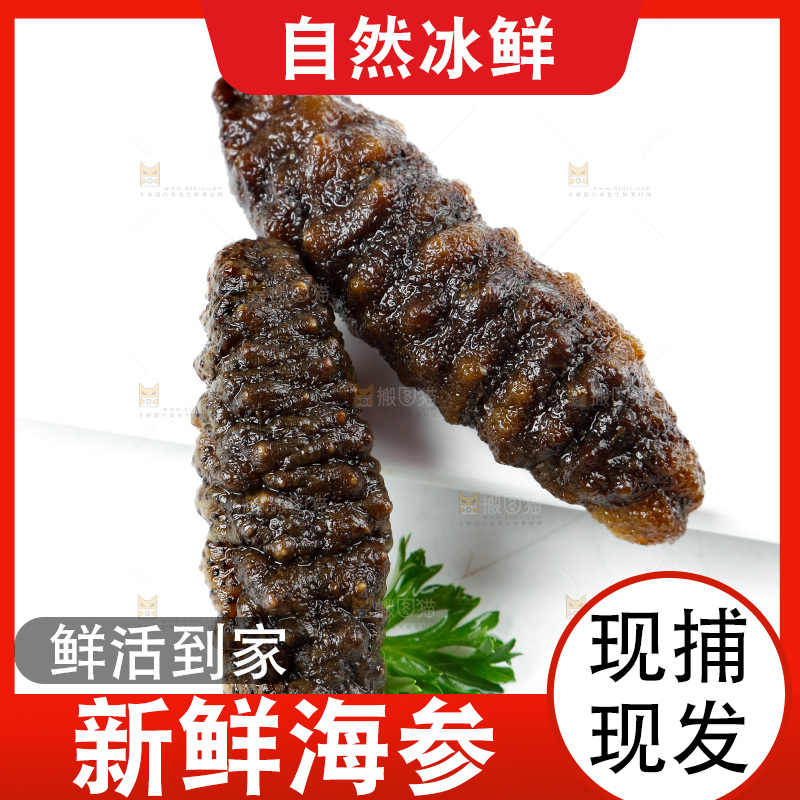 白底上的海参