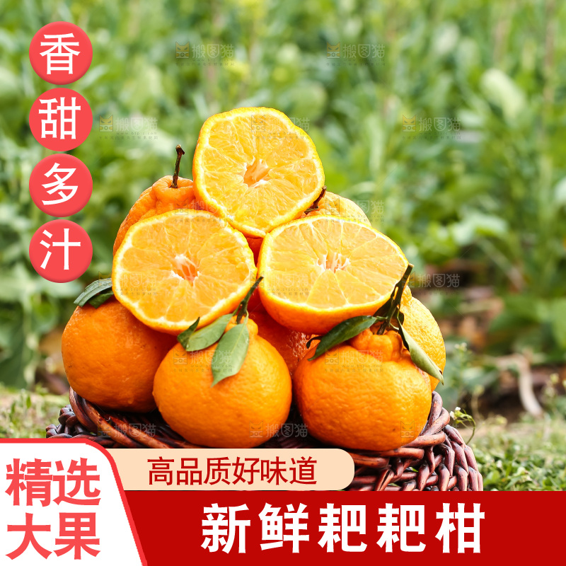 草地上的耙耙柑